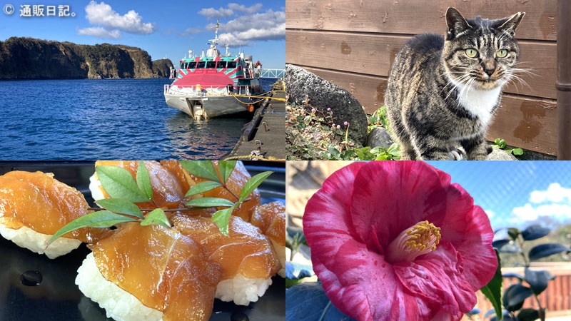 [おすすめの船旅] 伊豆大島で島ネコと過ごす島時間 ホテル赤門は猫好きにとって脅威のハイコスパ旅館だった！
