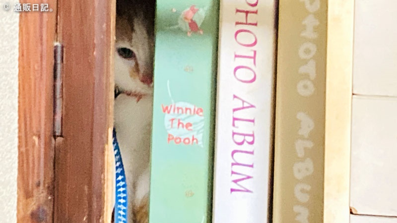本棚の隙間からネコ