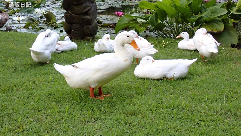 ハイアットリージェンシー バリ ガーデン アヒル 鴨 放し飼い