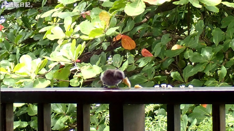 スタンダードツインルームには野鳥の姿も