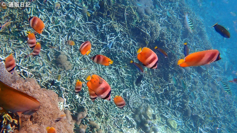 レンボンガン島 シュノーケリング