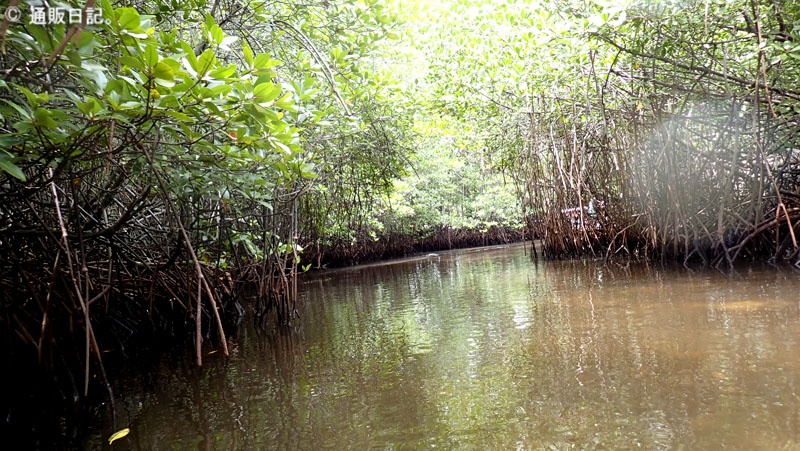 マングローブ林でサップ体験