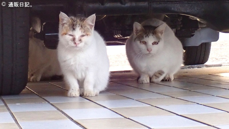 宇久島の猫（営業時間前の丸宮商店）