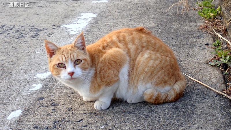 宇久島の猫（宇久平港から県道160号線を東に）
