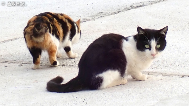 宇久島の猫（木場放牧地に向かう途中の空き地）