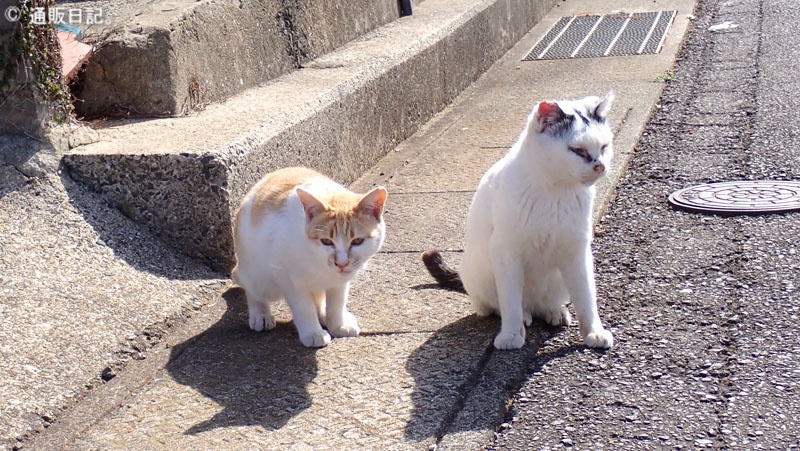 宇久島の猫（村上酒店から30メートルほど北にて）