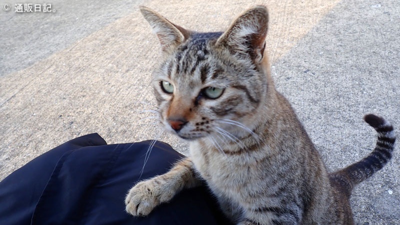 ちょっと休んでいると「膝に乗せて！」