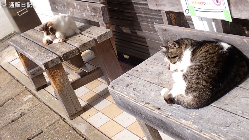 猫・ネコ・ねこ